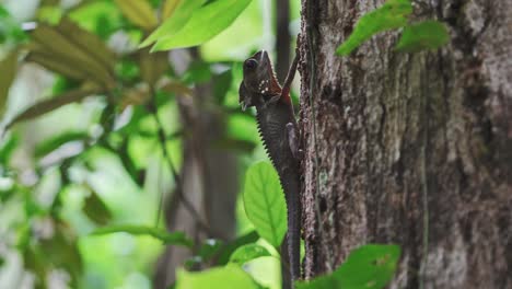 Female-Boyd's-forest-dragon-on-a-tree-trunk