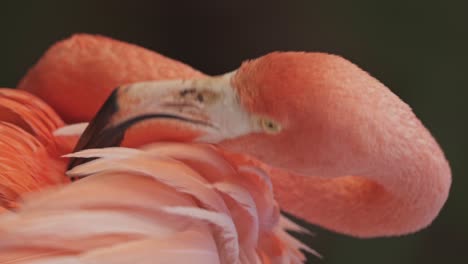 close-up of colorful american flamingo plucking feathers with beak