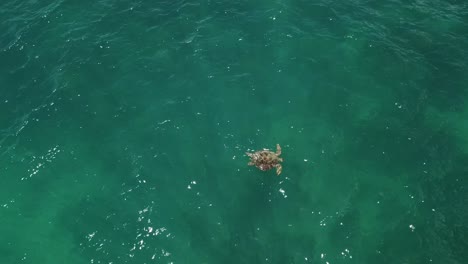 drone aerial of sea turtle in tropical blue waters taking a breath