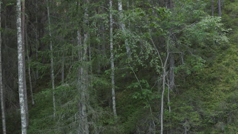 4k-Drone-close-up-shot-of-birch-trees-in-a-forest-in-Sweden