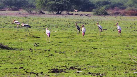 grupo de pájaros de cigüeña pintados en la hierba buscando comida y comiendo comida como un grupo de pájaros en la hierba metrajes