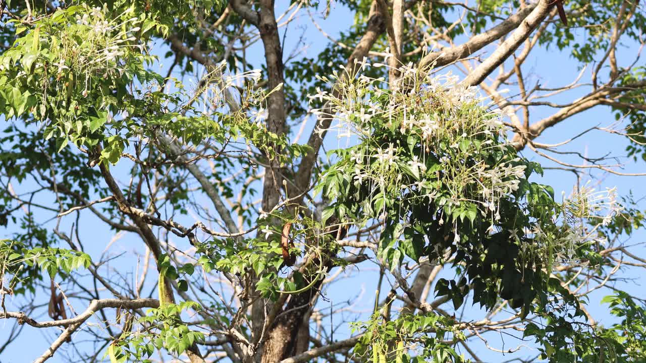 은 하늘을 배경으로 꽃이 피는 나무의 타임스