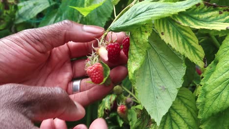 una persona de etnia africana recogiendo frambuesas maduras