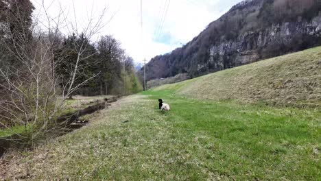 schot van een bruine ierse setter en een witte portugese waterhond die naast een kanaal spelen.