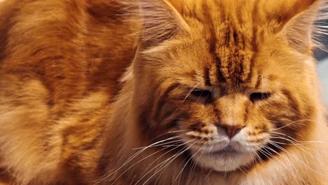 close up portrait of tabby maine coon cat