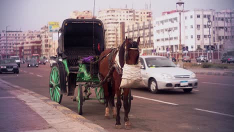 Plano-General-Sobre-Un-Hantoor-De-Caballos-Mientras-Se-Come-Frente-A-La-Biblioteca-De-Alexandria-Junto-A-La-Cornisa-Junto-Al-Mar-Shatby-Mahtet-El-Raml