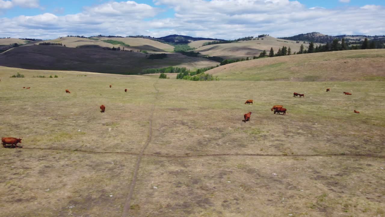 Mandria di bovini allevati all'aperto che pascolano liberamente lungo il pascolo del lago, bevendo acqua | Carne di manzo nutrita ad erba, agricoltura, allevamento di bestiame | Migrazione, vagare liberamente, allevamento etico | 1 di 12