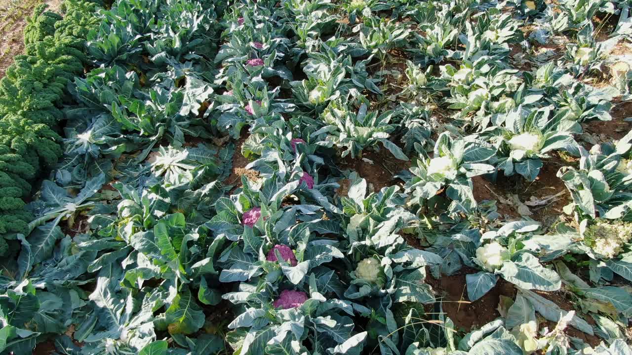 toma aérea lenta del carro sobre el campo de coliflor púrpura y blanca que crece en el campo