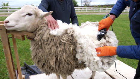 cutting wool with electric clipper. male farmer shearing sheep on a farm outdoors. traditional shearing sheep for production of ecological wool.