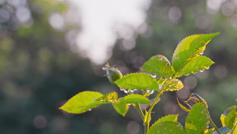 Tau-Auf-Rosenblättern-Am-Frühen-Morgen