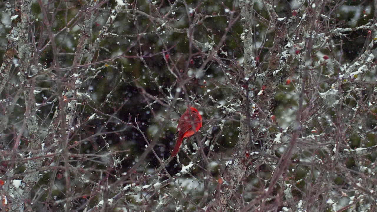 눈  ⁇ 인 나무에 있는 멋진 추기경. 느린 영상