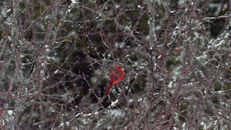 gorgeous cardinal in snowy tree. slow motion