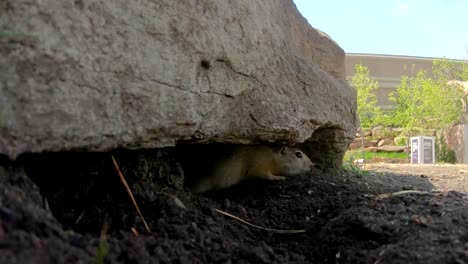 cámara lenta - un perrito de las praderas sacando la cabeza de un agujero debajo de una roca en un parque y huye en un día soleado en alberta canadá