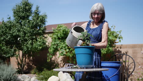 a beautiful old woman gardener planting and watering an organic tomato under a blue sky backyard vegetable garden slow motion