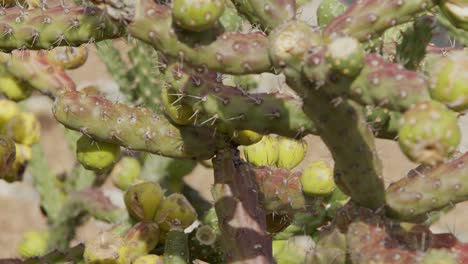 Close-up-shot-of-green-cactus-pedestal-up-and-pan-right-motion-in-Arizona-desert