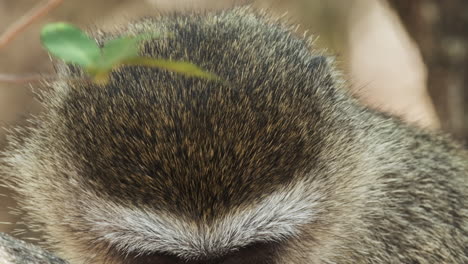 closeup of furry head and face of a vervet monkey