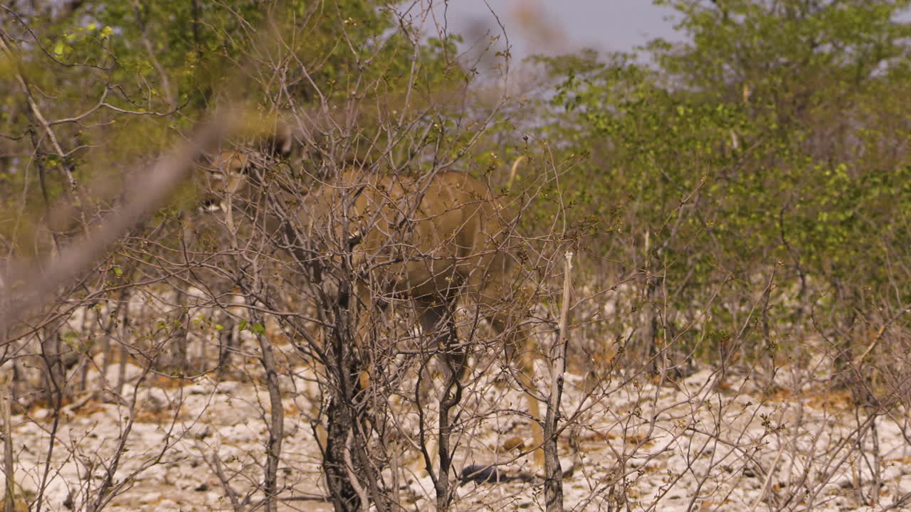 A female kudu walks in slow motion through a thicket in Namibia. The landscape is flat and dry with the occasional glimpse of the lush green of a mopane tree. Eventually, the antelope leaves the frame