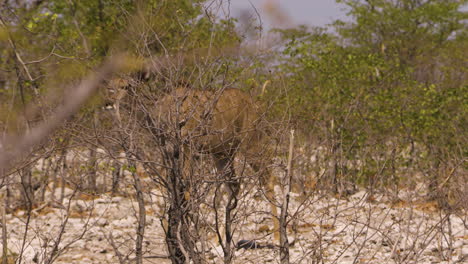 a female kudu walks in slow motion through a thicket in namibia. the landscape is flat and dry with the occasional glimpse of the lush green of a mopane tree. eventually, the antelope leaves the frame