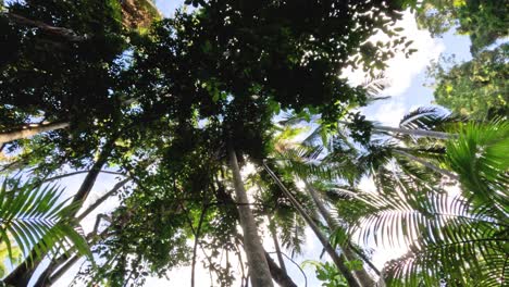 view of forest canopy from below