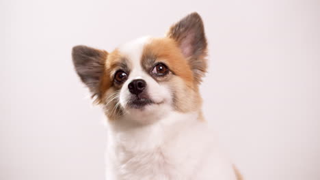 Chihuahua-purebred-dog-detail-on-a-neutral-background-with-copy-space