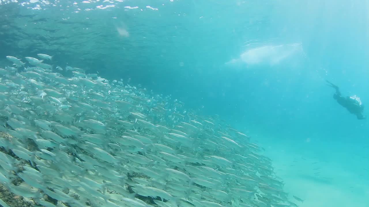 바다 속에 대형을 이루고 헤엄치는 큰 물고기 떼