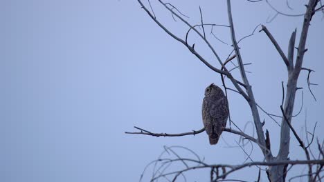 great horned owl perching on tree and observing its surrounding