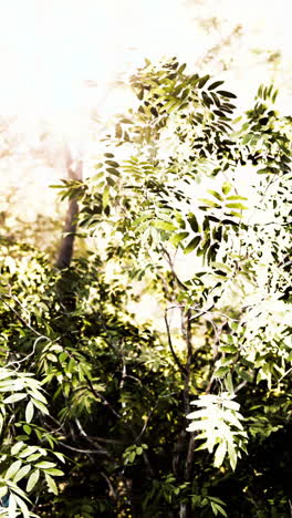 sunlight filtering through lush forest canopy