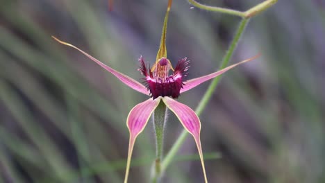 Primer-Plano-De-La-Orquídea-Araña-Rosa,-Meciéndose-En-La-Brisa