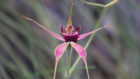 primer plano de la orquídea araña rosa, meciéndose en la brisa