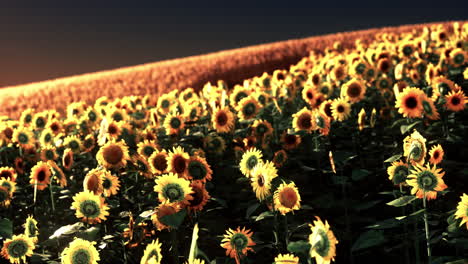 Campos-De-Girasoles-En-La-Cálida-Luz-Del-Atardecer