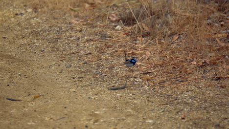 Magnífico-Macho-Fairywren-Cazando-Comida-En-El-Suelo-De-Hierba-Seca