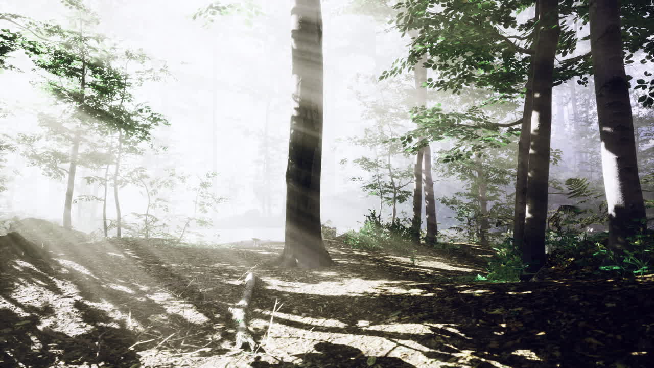 해빛은 새벽에 안개 숲의 나무를 통해 필터링