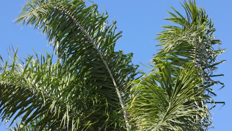 palm leaves moving against a clear blue sky