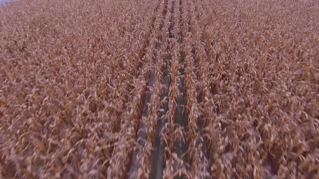 Aerial view of corn field in country in 4K