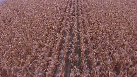 aerial view of corn field in country in 4k