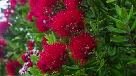 close up of red flowers blowing in the wind