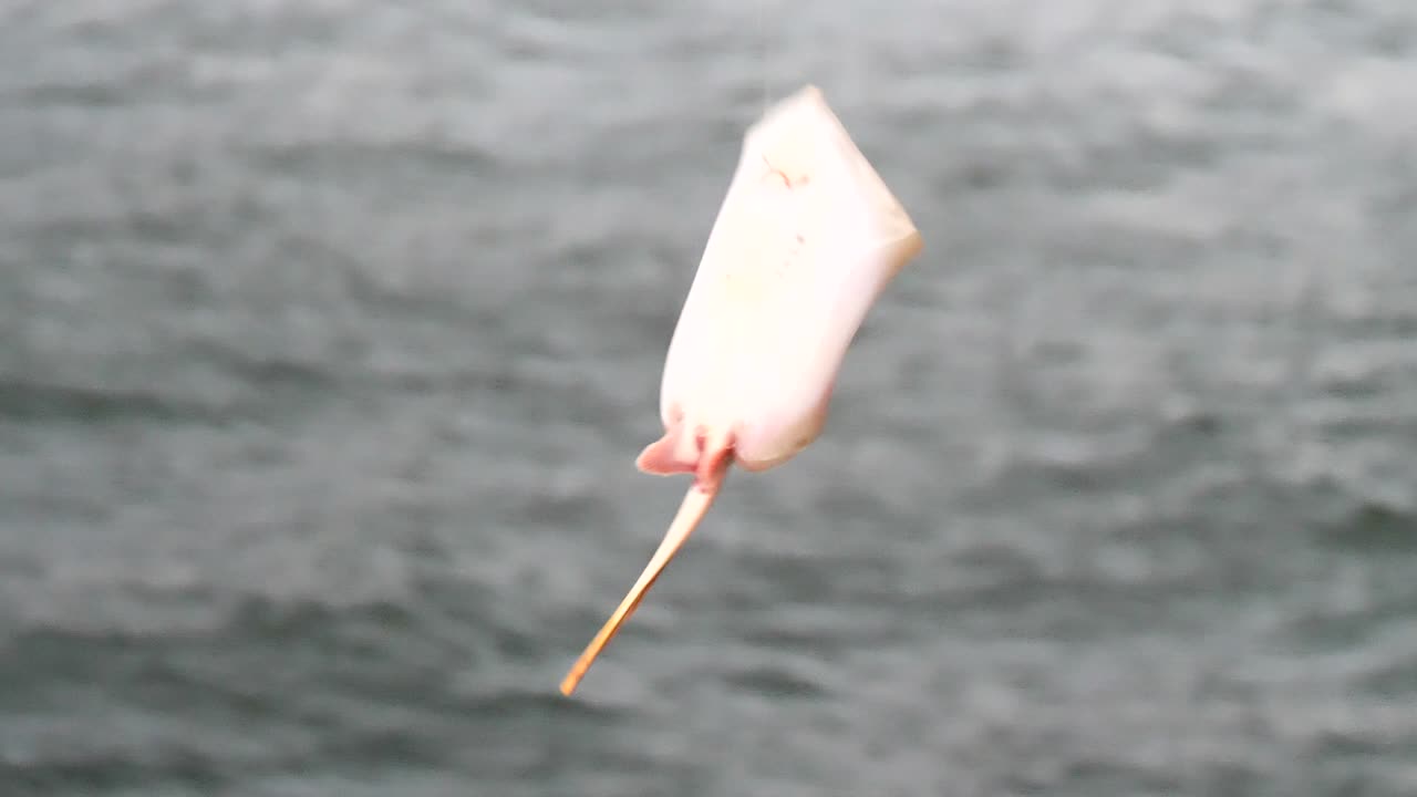 Fishing stingray at the pier.