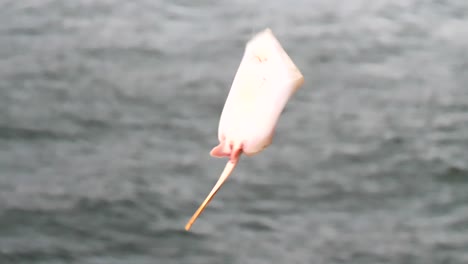 pescando rayas en el muelle.