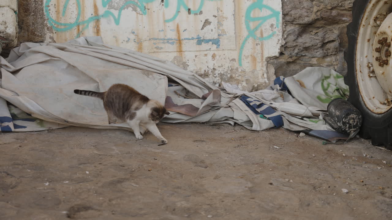 Homeless cat playing in slums in a port in Ericeira, Portugal