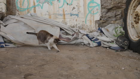 Obdachlose-Katze-Spielt-In-Slums-In-Einem-Hafen-In-Ericeira,-Portugal