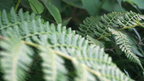 overgrown ferns inside the forest on a beautiful summer in manali, india