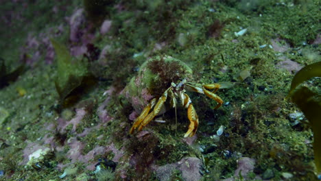 hermit crab working hard for food in percé, québec, canada