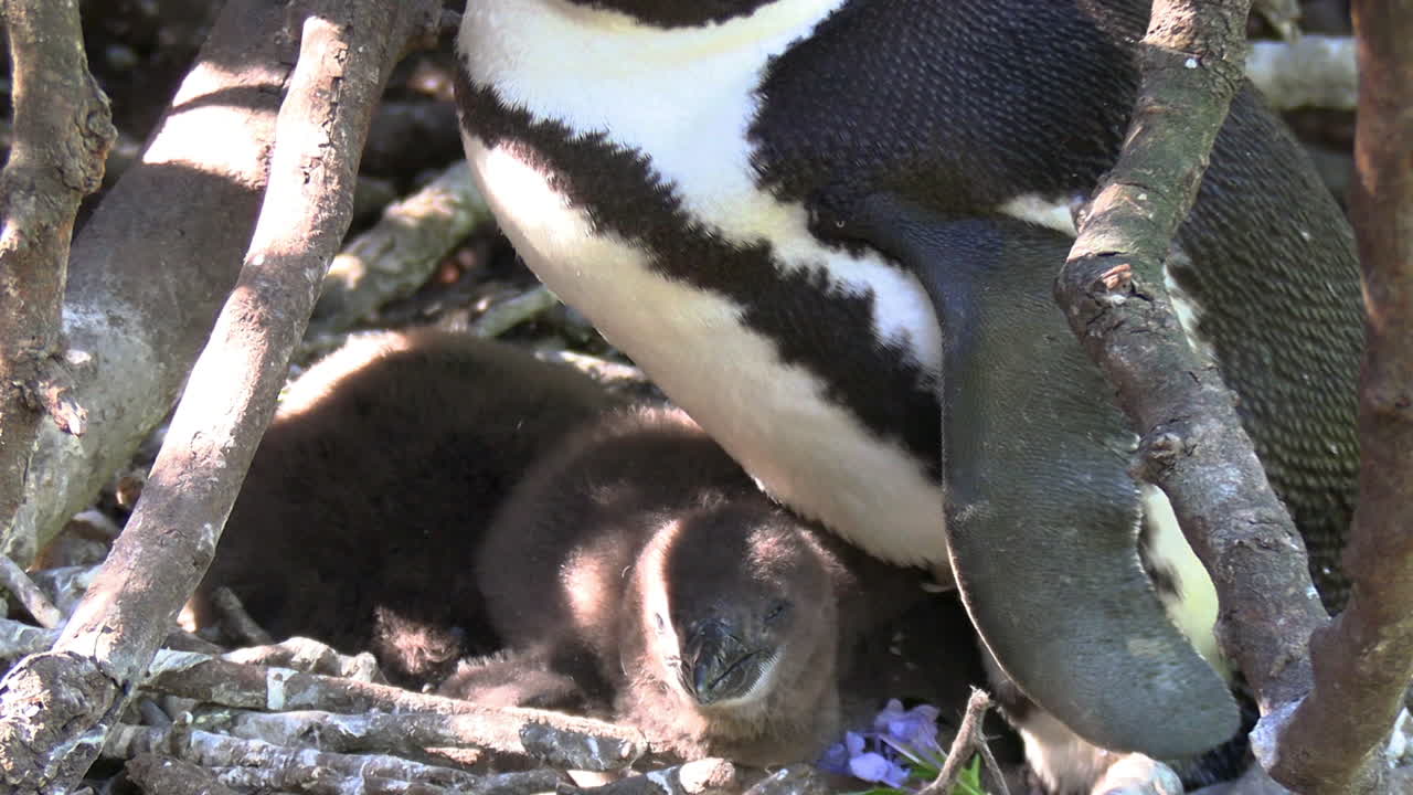 자연 보호소에서 어미 배 밑에 숨어 있는 펭귄 새끼들, 축소