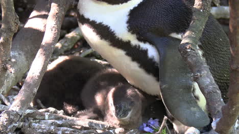 polluelos de pingüino escondidos bajo el vientre de la madre en un refugio natural, aleje el zoom
