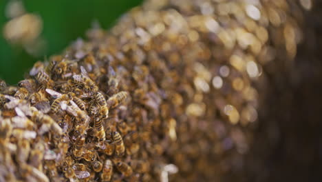 very close shot of working bees in the hive