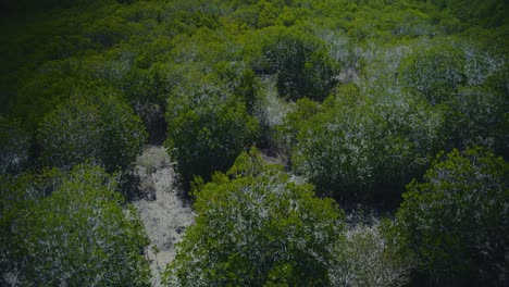 Draufsicht-Auf-Eine-Mangrove-In-Thailand