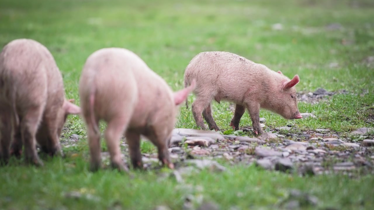 Tre smågrise spiser på græsmark
