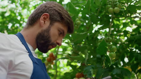 agrónomo recopilando investigaciones con plantas de tomate en la plantación retrato