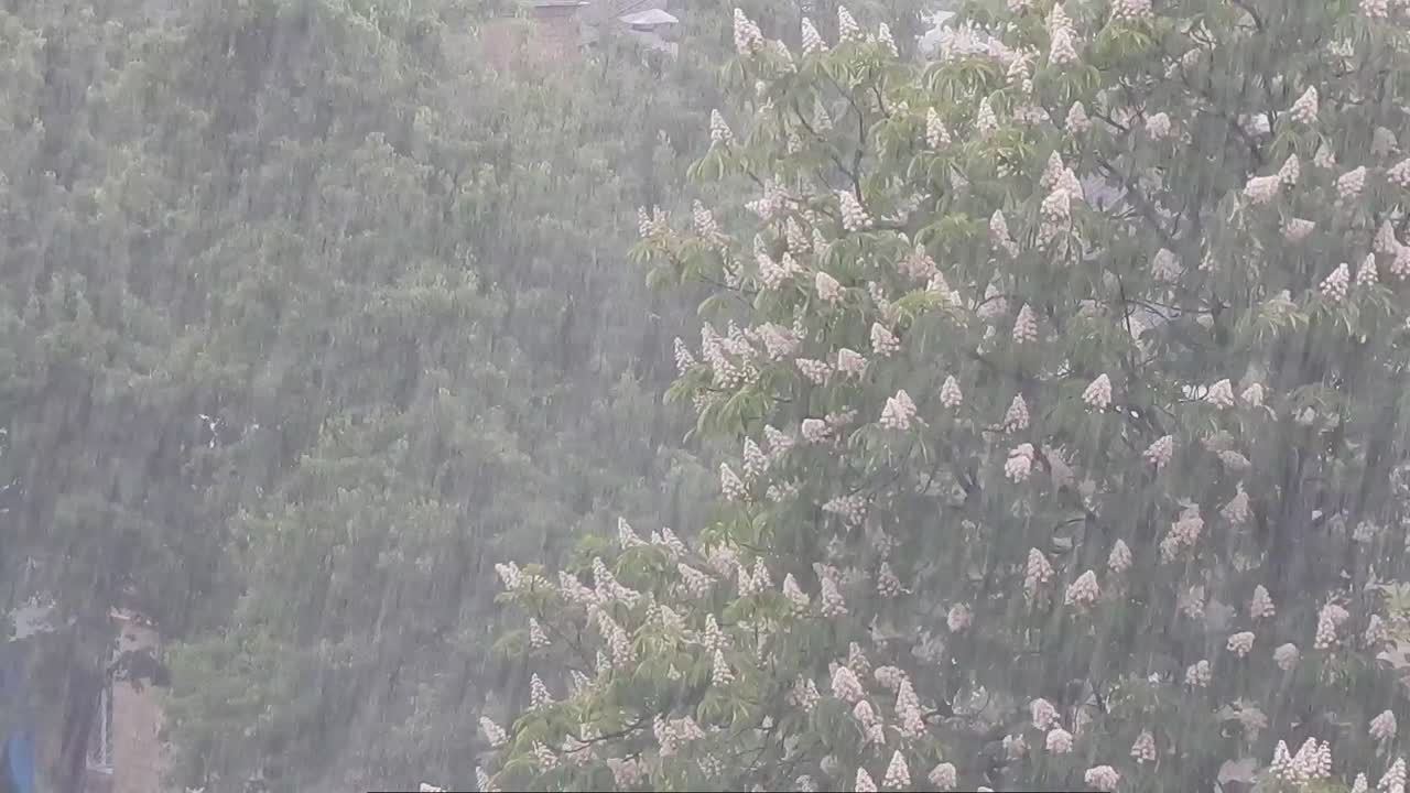 Rain outside the window goes to the residential array of trees