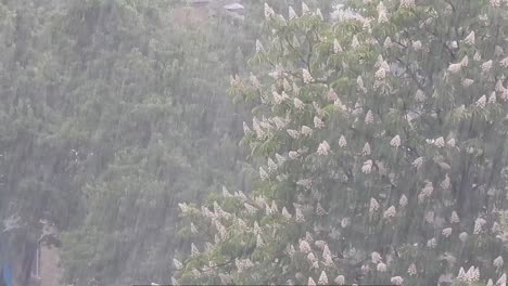 rain outside the window goes to the residential array of trees